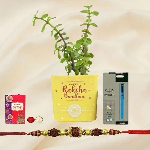 Exclusive Rudraksh Rakhi N Jade Plant Combo