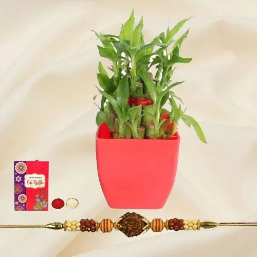 Attractive 2 Tier Bamboo Plant with Rudraksh Rakhi Combo