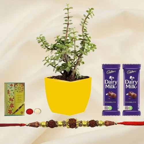 Auspicious Collection of Rudraksh Rakhi N Jade Plant