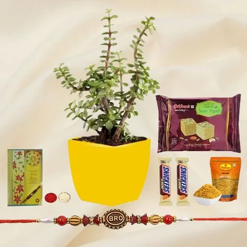 Designer Rakhi Gift of Jade Plant in Pot
