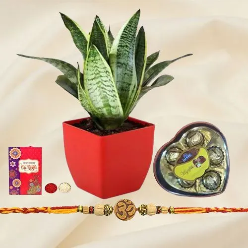 Pretty Arrangement of Snake Plant N Om Rakhi