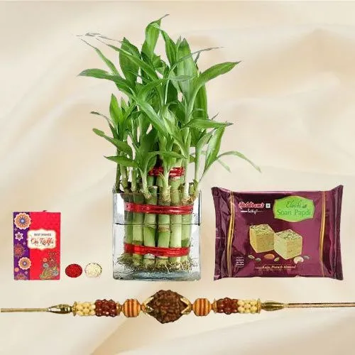 Splendid Rudraksh Rakhi N 2 Tier Bamboo Plant Collection