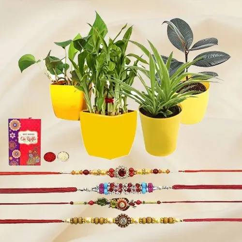 Smarty Foursome Combo of Indoor Plants with Rakhi