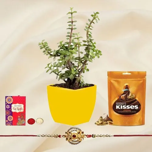 Amazing Combo of Metal Rakhi N Jade Plant