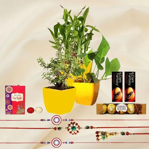 Superb 3 Indoor Plants N Family Rakhi Arrangement