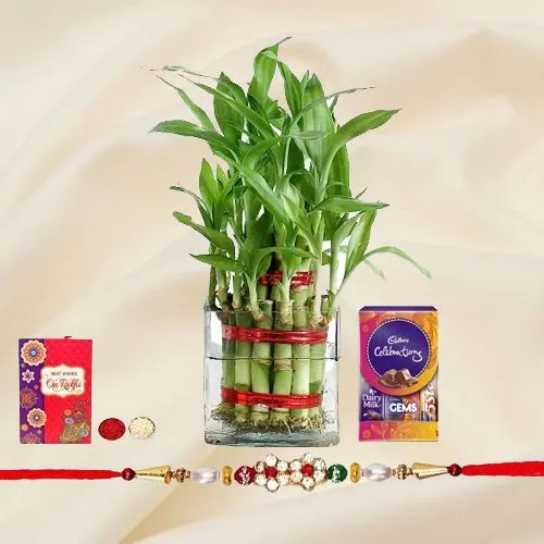 Exotic 2 Tier Lucky Bamboo Plant with Rakhi Combo
