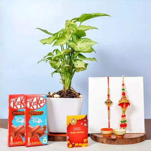 Syngonium Plant N Choco Bhai Bhabhi Rakhi