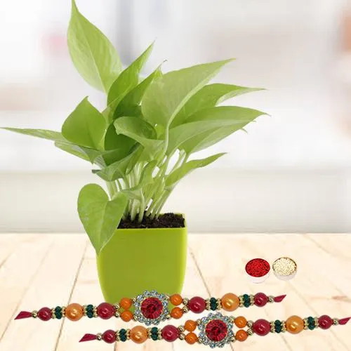 Send Rakshabandhan Wishes with a Money Plant & 2 Rakhis