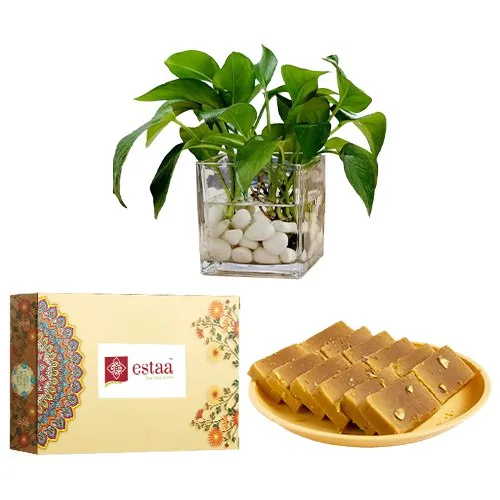 Indulgent Mysore Pak from Estaa Sweets with Money Plant in Glass Pot