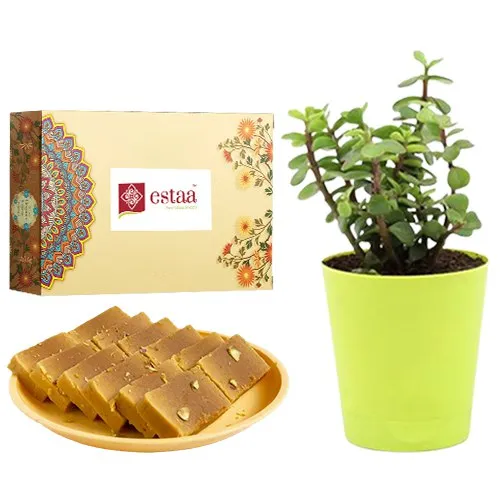 Irresistible Mysore Pak from Estaa Sweets with Jade Plant in Plastic Pot
