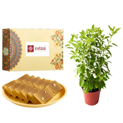 Lip-Smacking Mysore Pak from Estaa Sweets with a Tulsi Plant	