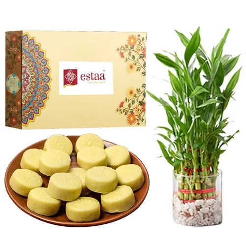 Delicious Doodh Peda from Estaa Sweets with Lucky Bamboo Plant	