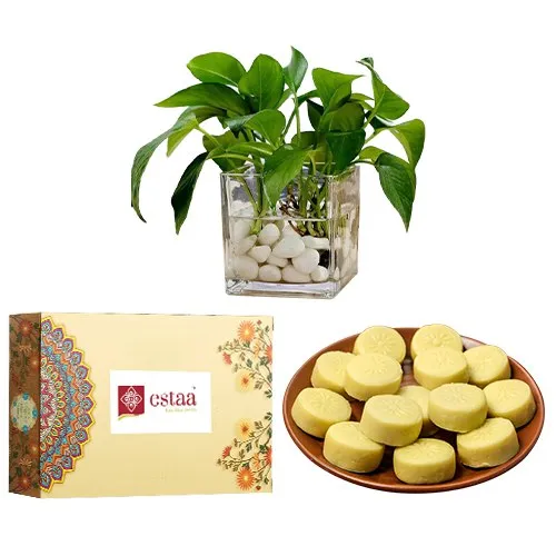 Delightful Doodh Peda from Estaa Sweets with Money Plant in Glass Pot