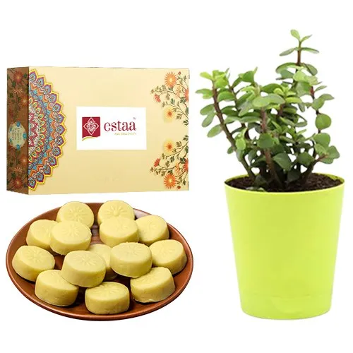 Divine Doodh Peda from Estaa Sweets with Jade Plant in Plastic Pot