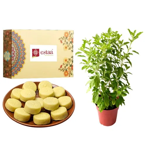 Ecstatic Doodh Peda from Estaa Sweets with Tulsi Plant	