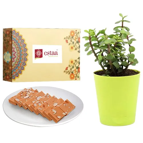 Smooth Horlicks Burfi from Estaa Sweets with Jade Plant in Plastic Pot