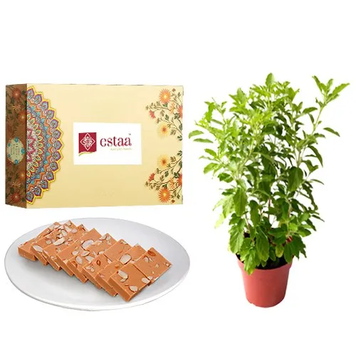 Special Horlicks Burfi from Estaa Sweets with Tulsi Plant	