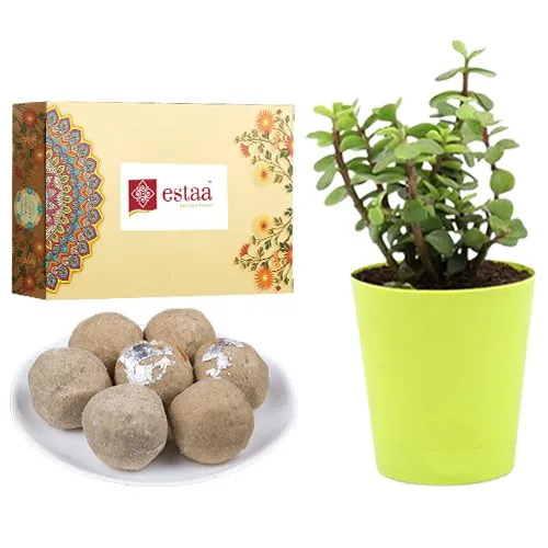 Indulgent Sunnundalu from Estaa Sweets with Jade Plant in Plastic Pot