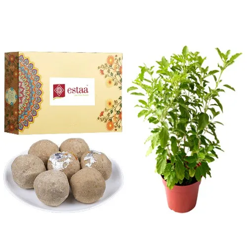 Irresistible Sunnundalu from Estaa Sweets with Tulsi Plant