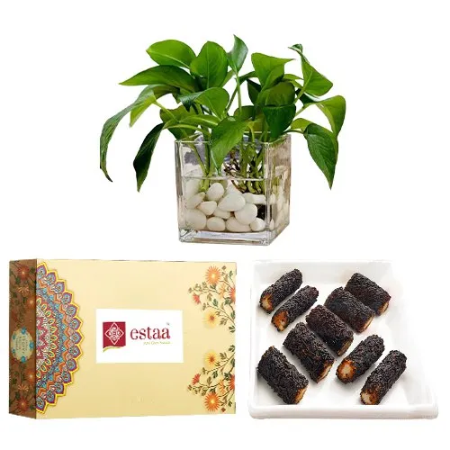 Delectable Kaju Chocolate Roll from Estaa Sweets with Money Plant in Glass Pot	