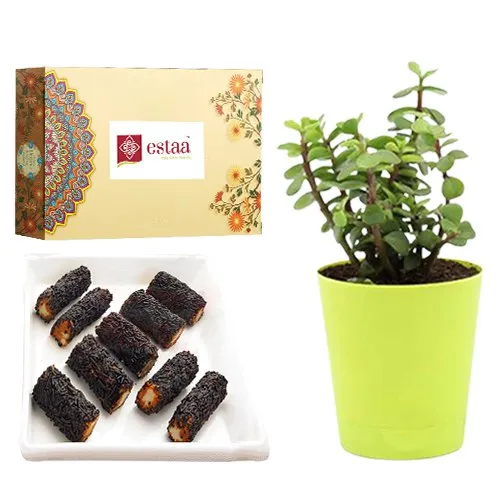 Delicious Kaju Chocolate Roll from Estaa Sweets with Jade Plant in Plastic Pot