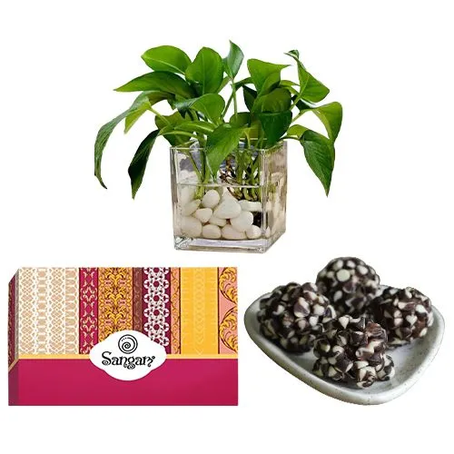 Indulgent Kaju Chocotwin from Sangam Sweets with a Money Plant in Glass Pot