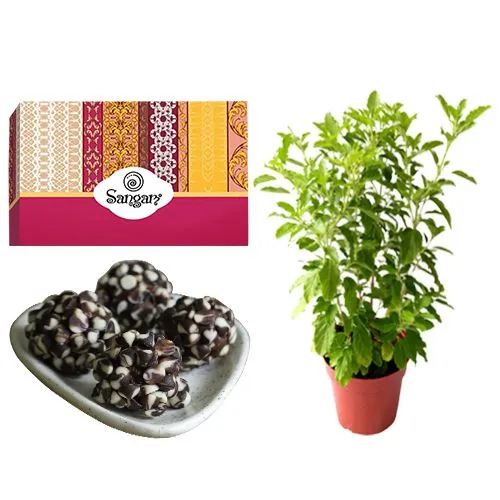 Lip-Smacking Kaju Chocotwin from Sangam Sweets with a Tulsi Plant	