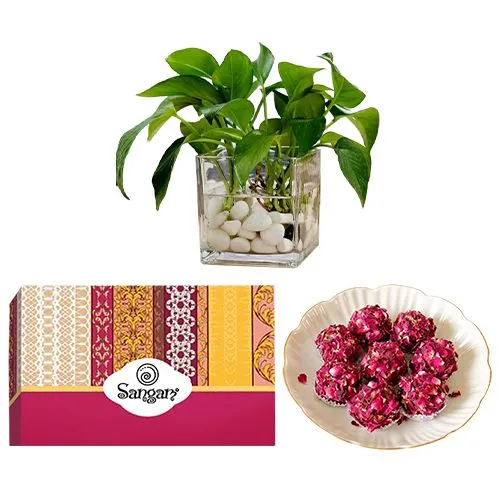 Delicious Kaju Rose Laddu from Sangam Sweets with a Money Plant in Glass Pot