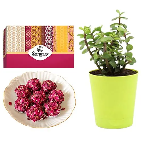 Delightful Kaju Rose Laddu from Sangam Sweets with a Jade Plant in Plastic Pot