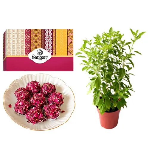 Delicious Kaju Rose Laddu from Sangam Sweets with a Tulsi Plant	