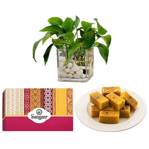 Special Mysore Pak from Sangam Sweets with a Money Plant in Glass Pot