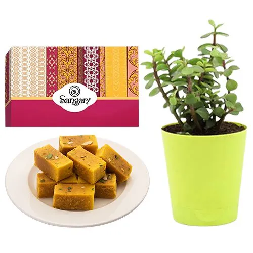 Sumptuous Mysore Pak from Sangam Sweets with a Jade Plant in Plastic Pot