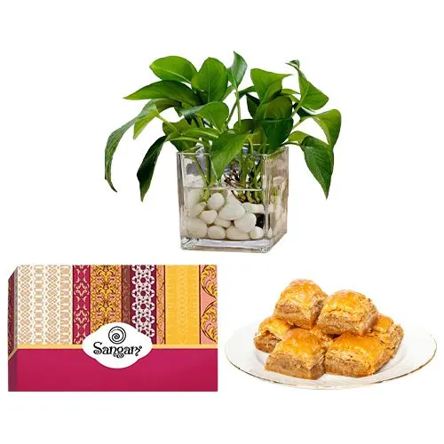 Indulgent Desi Baklava from Sangam Sweets with a Money Plant in Glass Pot