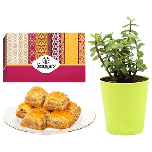 Irresistible Desi Baklava from Sangam Sweets with a Jade Plant in Plastic Pot