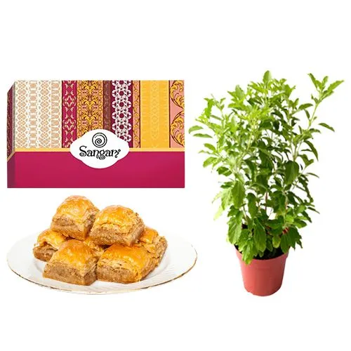Lip-Smacking Desi Baklava from Sangam Sweets with a Tulsi Plant	