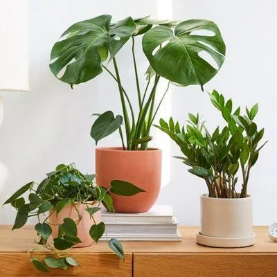 Plants to Bangalore