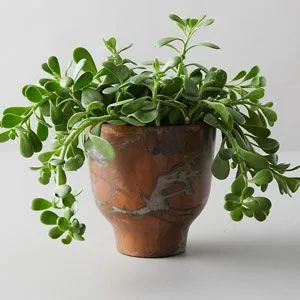 Plants to Bangalore