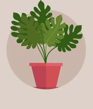 Plants to Bangalore